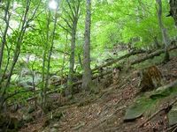 Indagini forestali e vegetazionali