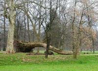Valutazione della stabilit degli alberi