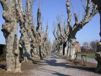 Monitoraggio di alberi monumentali