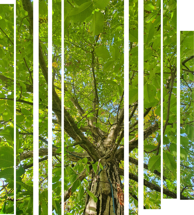 albero